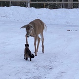 Entry image for Laylah 