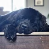 Entry image for SAIL