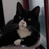 Entry image for Buddy