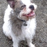 Entry image for Finn