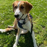 Entry image for Suki