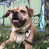 Entry image for Chai