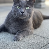 Entry image for Charlie