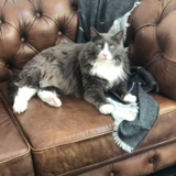 Entry image for Benny