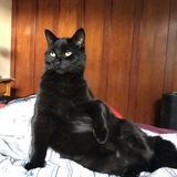 Entry image for Swiss