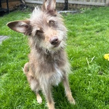 Entry image for Teddy