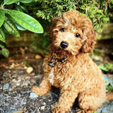 Entry image for Coco