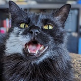 Entry image for Tobin