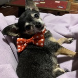 Entry image for Sydney 