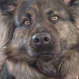 Entry image for Heidi