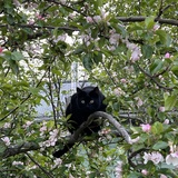 Entry image for Milo