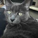 Entry image for Blue