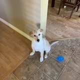 Entry image for Hank 