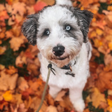 Entry image for Asher 