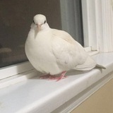 Entry image for Poppy