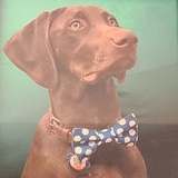 Entry image for Milo