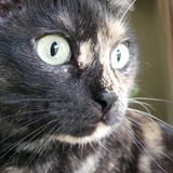 Entry image for Olivia