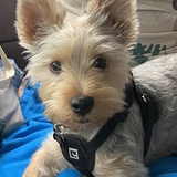 Entry image for Teddy 