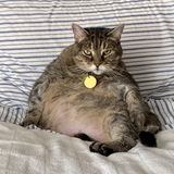 Entry image for Suki