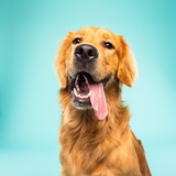 Entry image for Rudy