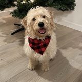 Entry image for Benji