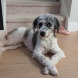 Entry image for Samwise