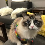 Entry image for Willis