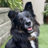 Entry image for Cricket