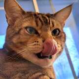 Entry image for Gunner