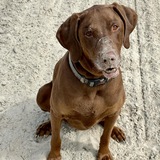 Entry image for Dolly