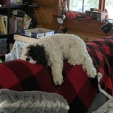 Entry image for Lexi