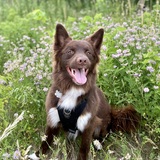 Entry image for Dawson