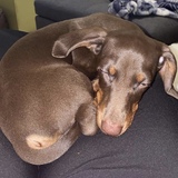 Entry image for Hank