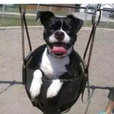 Entry image for Bandit