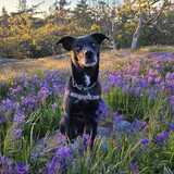 Entry image for Boomer