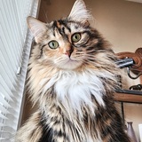 Entry image for Abby Chicken-Wing