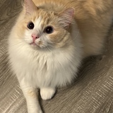 Entry image for Pete