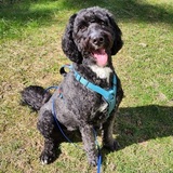 Entry image for Leia