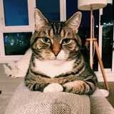 Entry image for Charlie