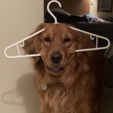 Entry image for Barkley