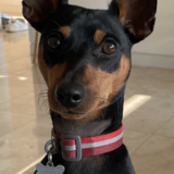 Entry image for Moishe 