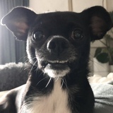 Entry image for Izzy