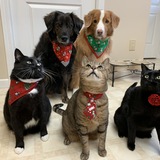 Entry image for Wylee Kaylee Stryder Pippin Arwen