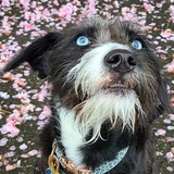 Entry image for Nori Doggles