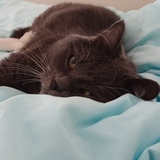 Entry image for Stella