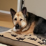 Entry image for Rexy