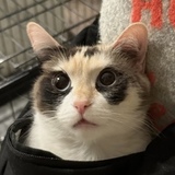 Entry image for Miso