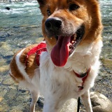 Entry image for Harbin