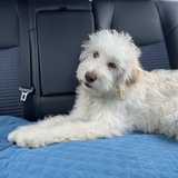 Entry image for Theo