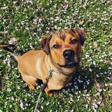 Entry image for Nemo the Boxweiler